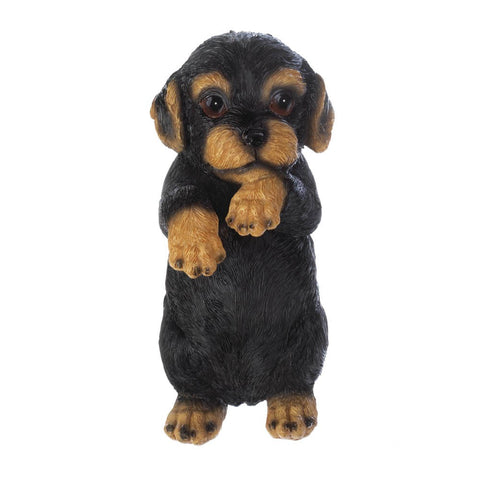 Climbing Cutie Dotson Puppy "parker"